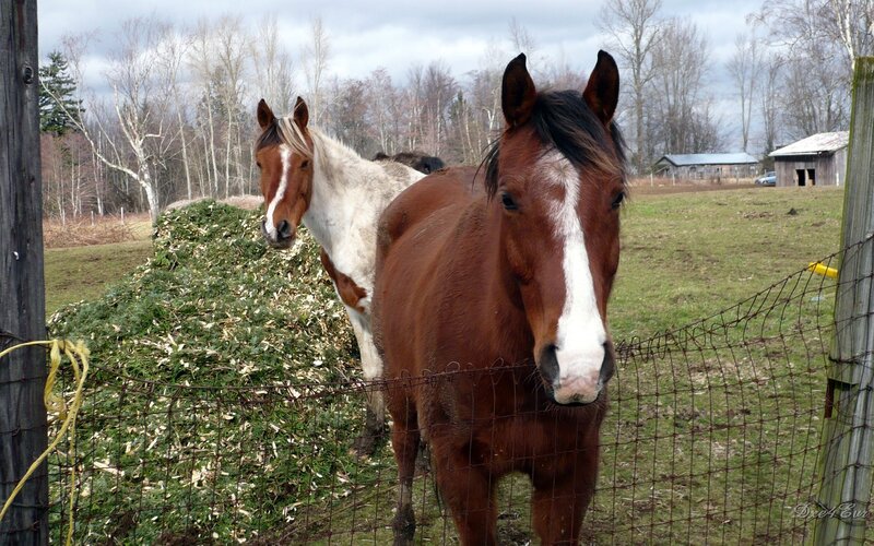 Horses in a fenced pasture