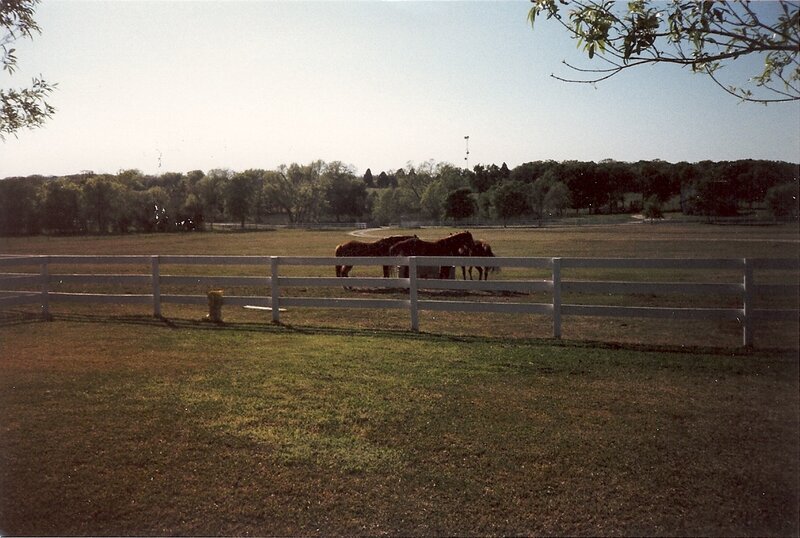 Horses in a fenced pasture