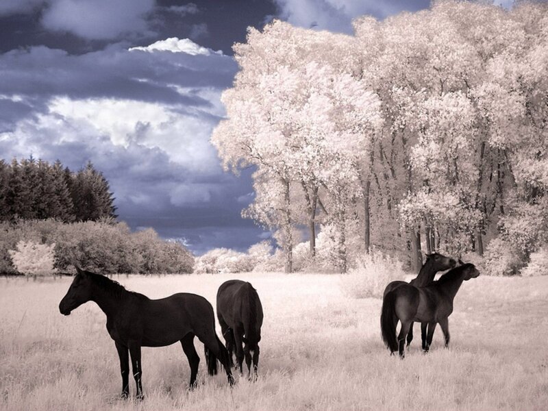 Horses in a field