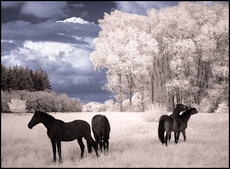 Horses in a field