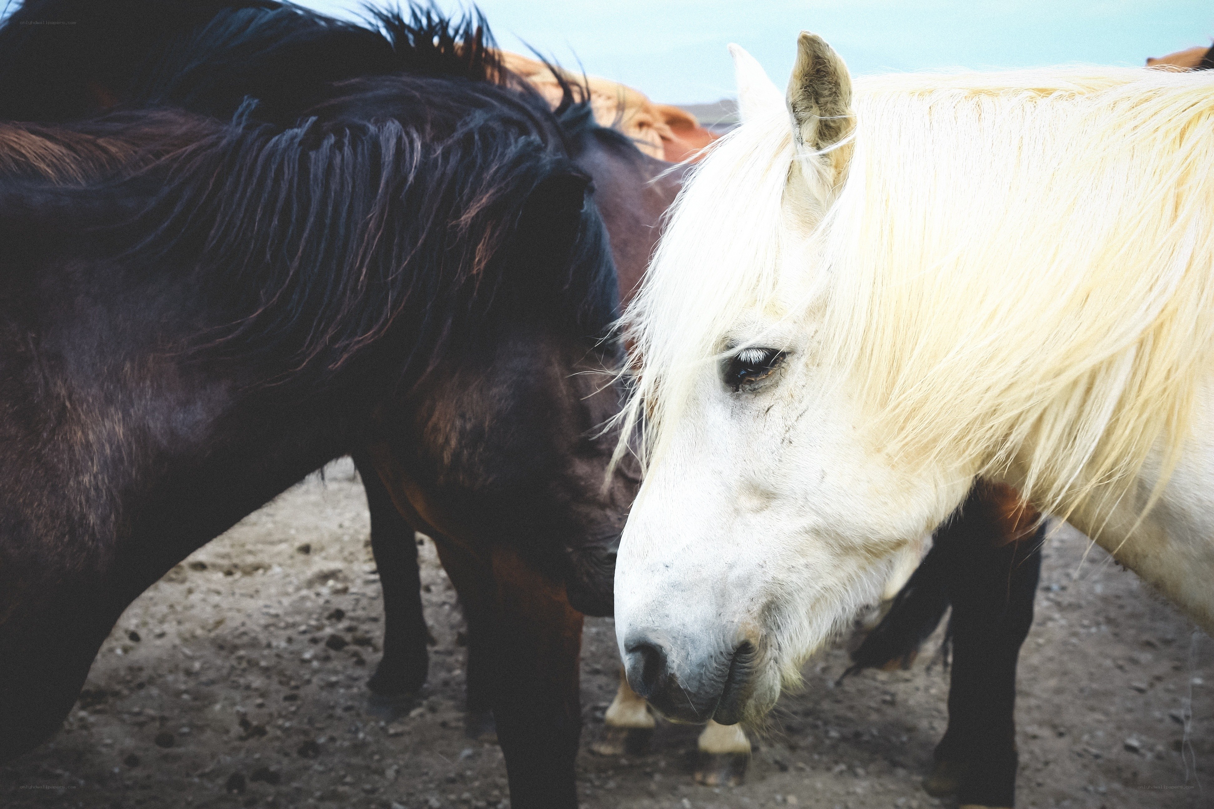 horses in a field