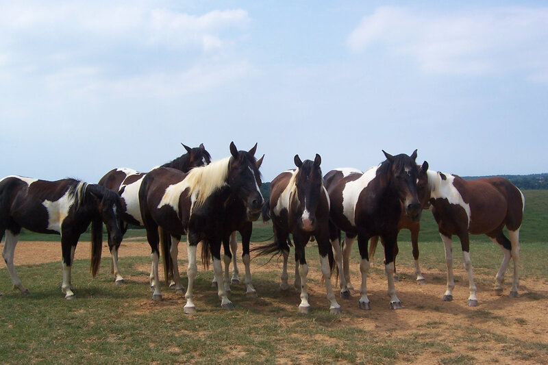 horses in a field