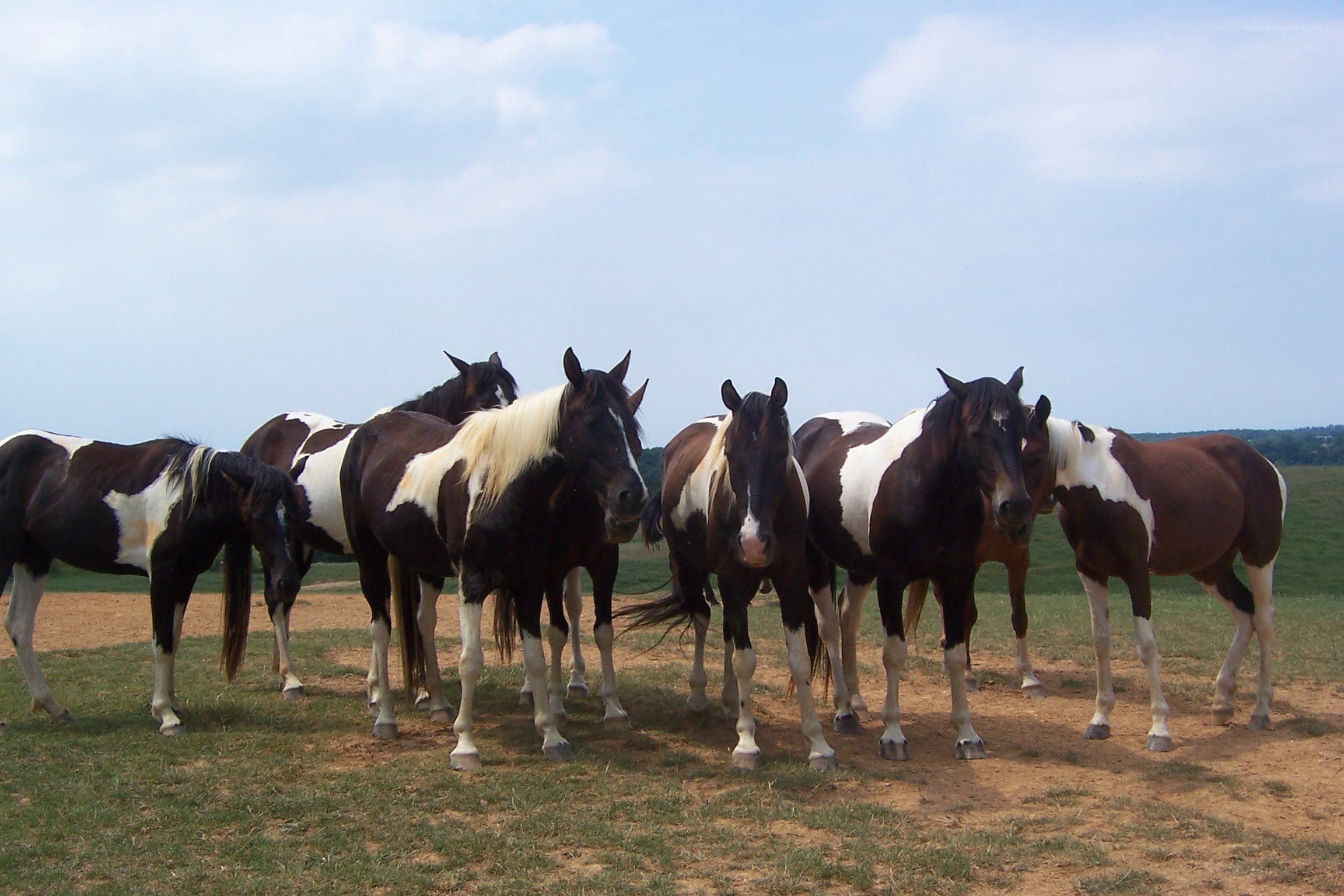 horses in a field
