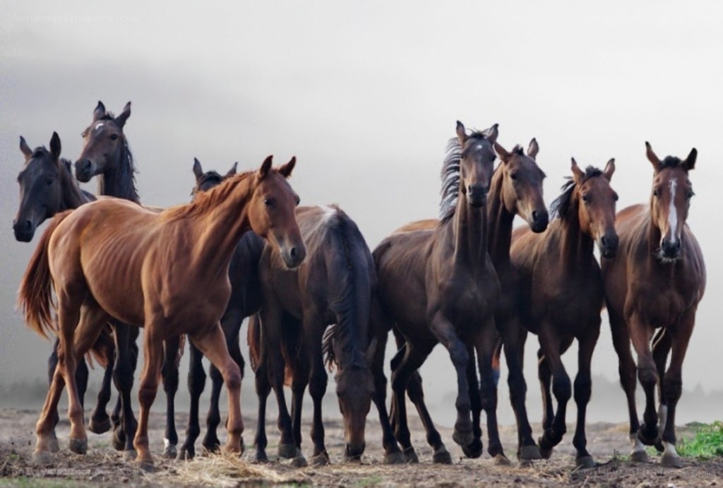 horses in a field