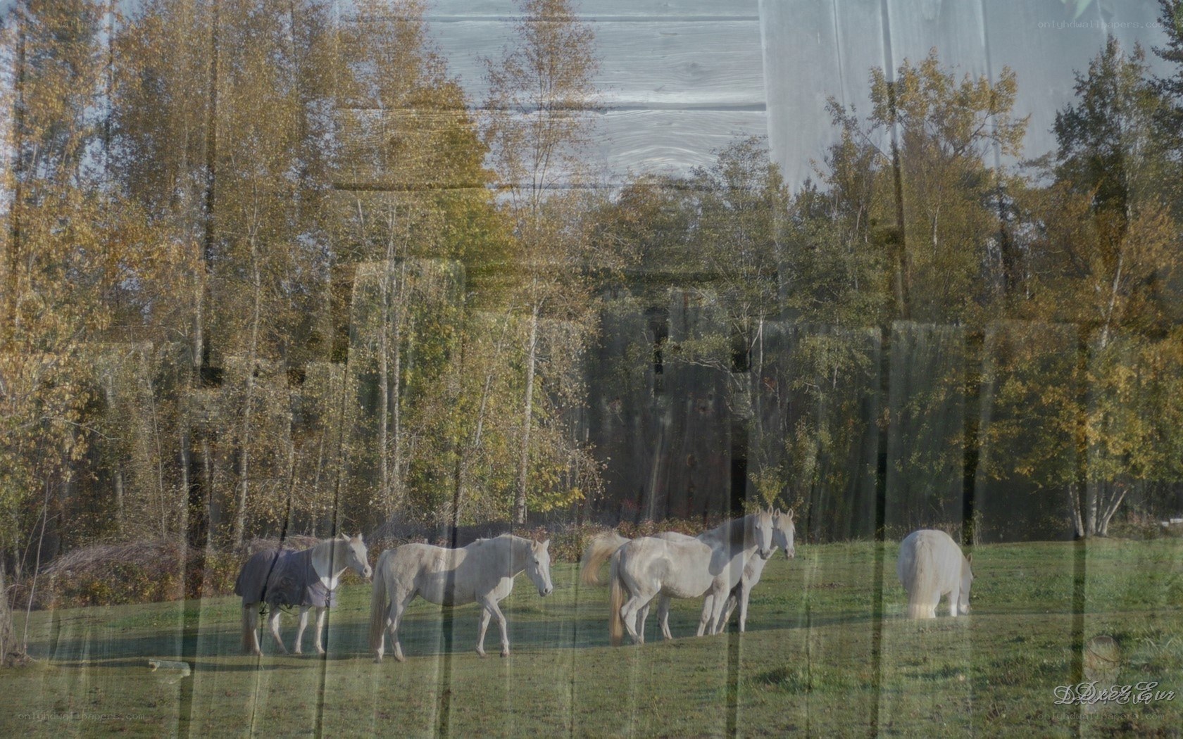 horses in a field