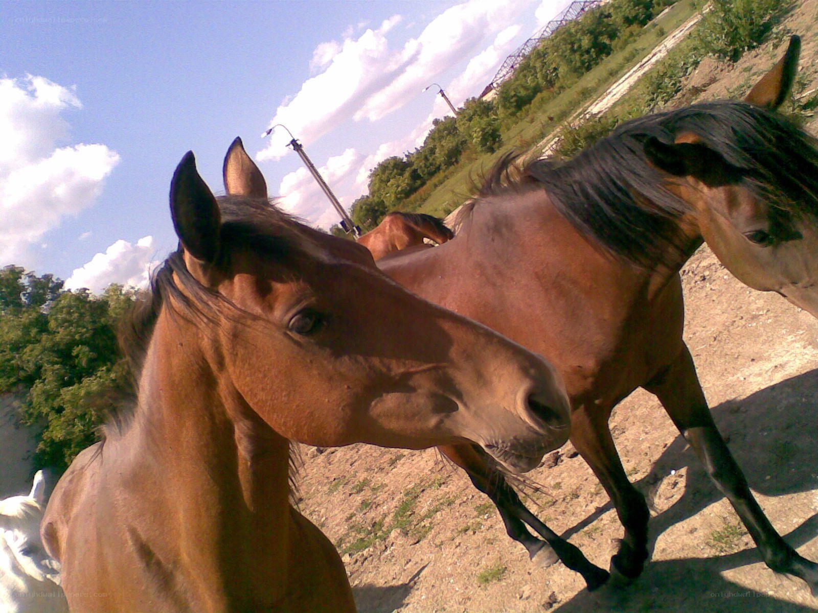 horses in a field