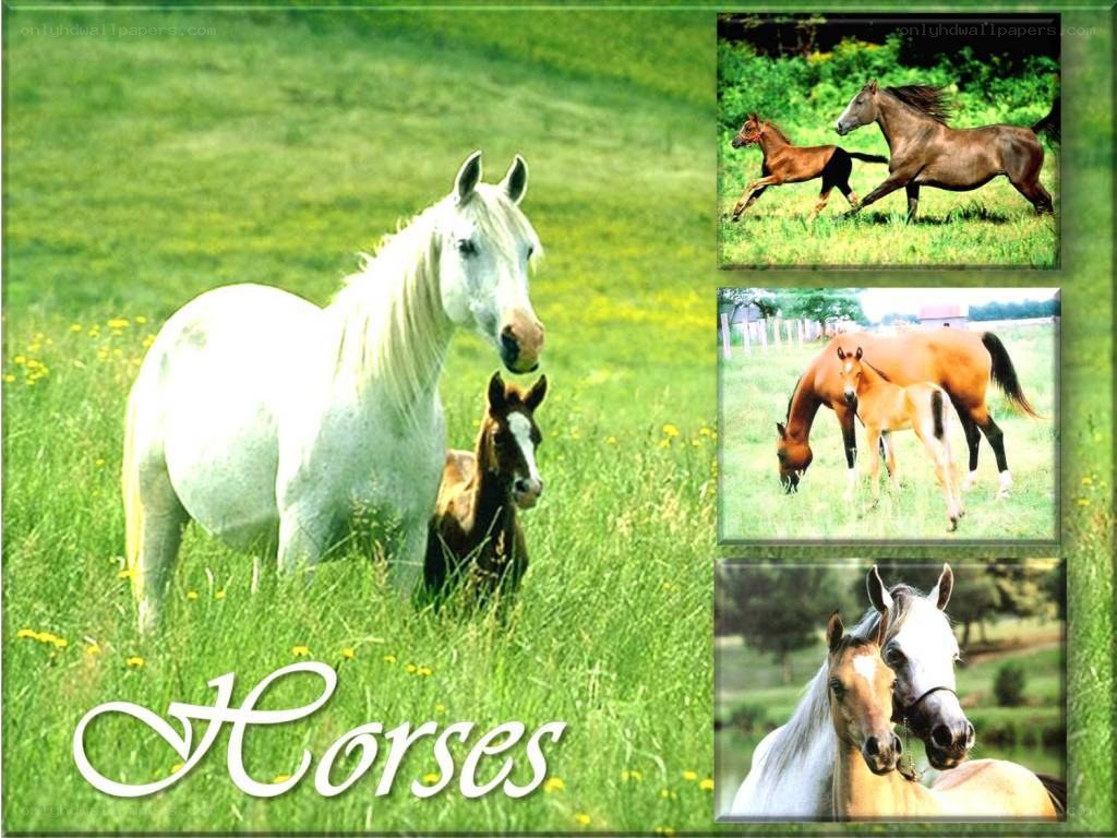 Horses in a field