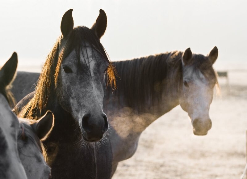 Horses in a field at sunrise