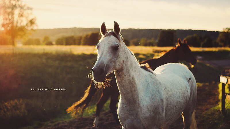 horses in a field at sunset