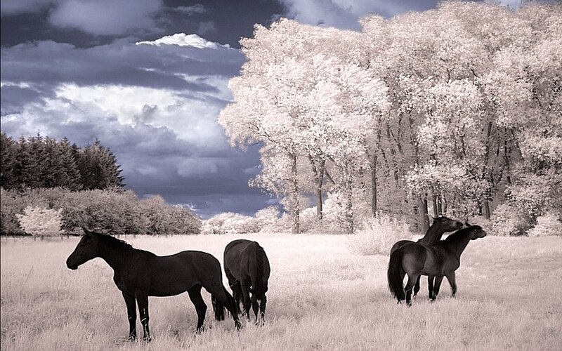 Horses in a field at sunset