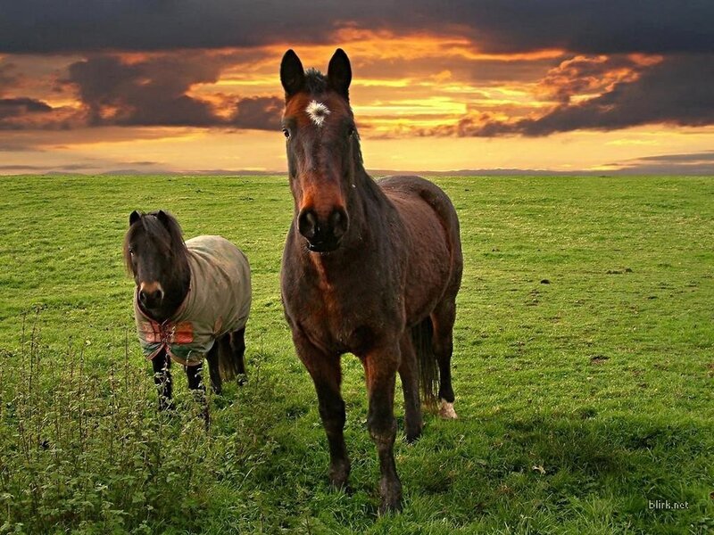 Horses in a field at sunset