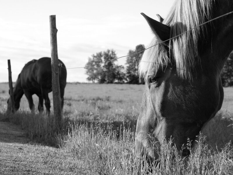 Horses in a Field — Black