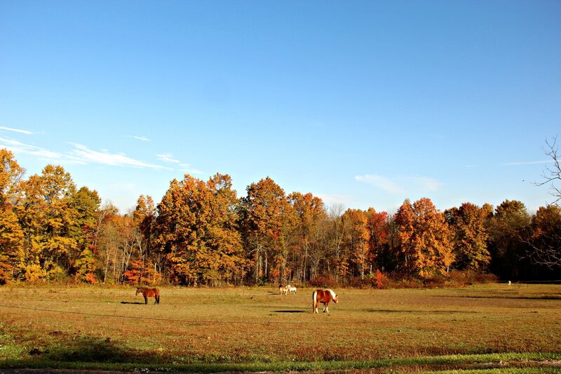 Horses in a Field — Blue, Serene, Autumn