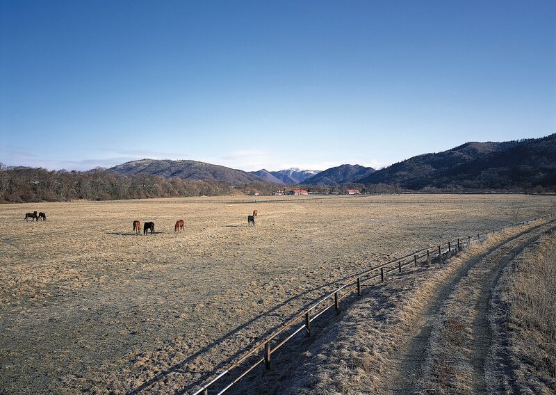 Horses in a Field — Blue, Serene, Morning
