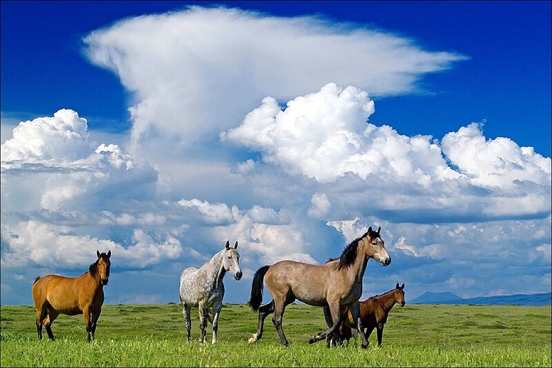 Horses in a Field — Blue, Serene