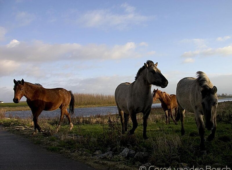 Horses in a Field — Blue