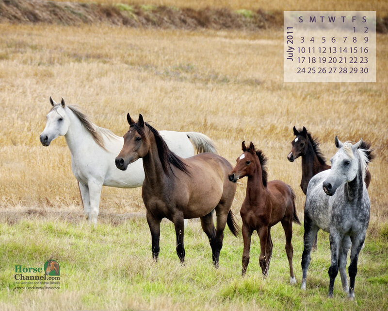 Horses in a Field — Brown, Calm, Summer