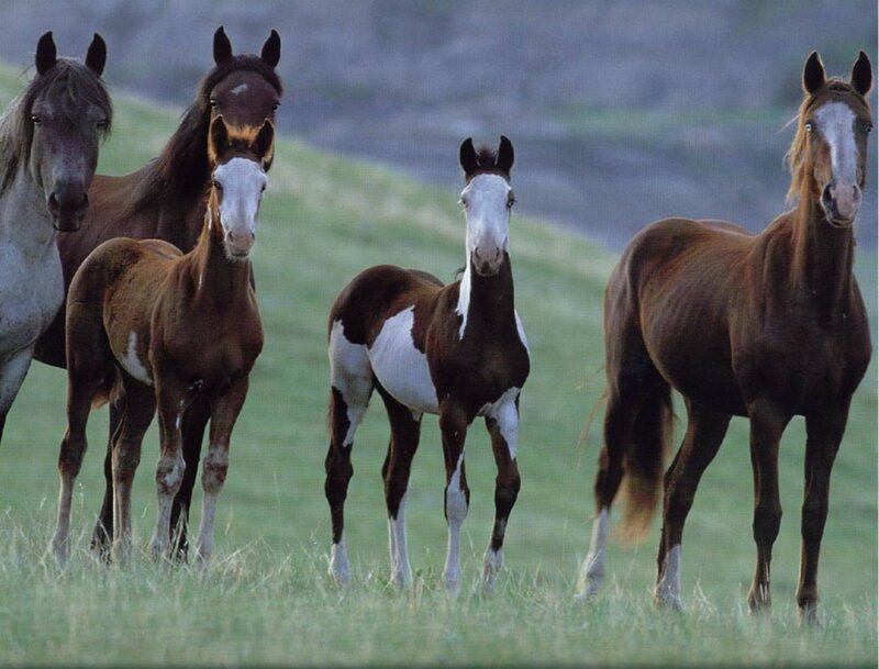 Horses in a Field — Brown, Calm