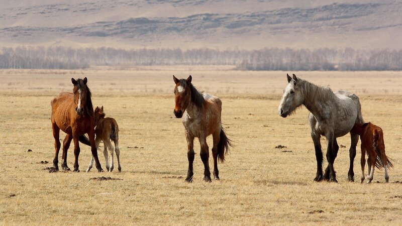 Horses in a Field — Brown, Serene, Afternoon, Photograph, Foals
