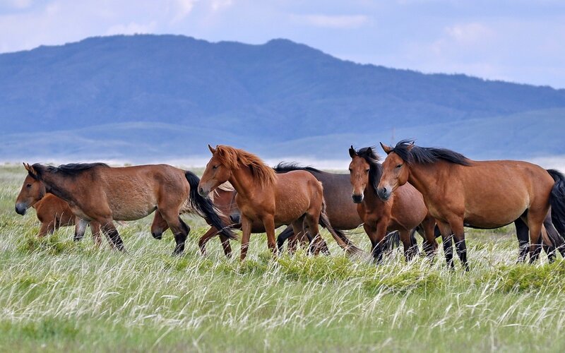 Horses in a Field — Brown, Serene, Afternoon, Photograph, Grass