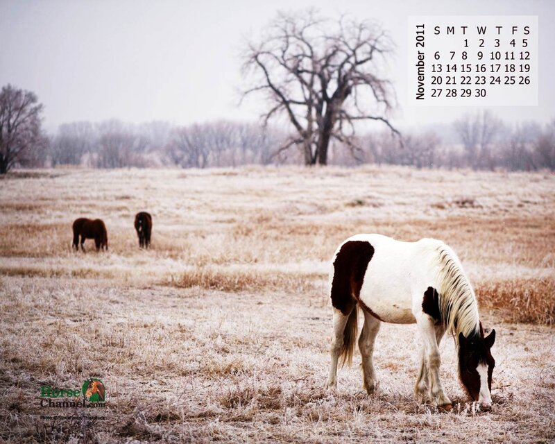 Horses in a Field — Brown, Serene, Autumn