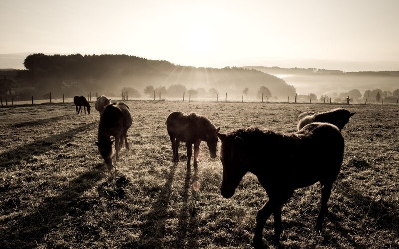 Horses in a Field — Brown, Serene, Morning