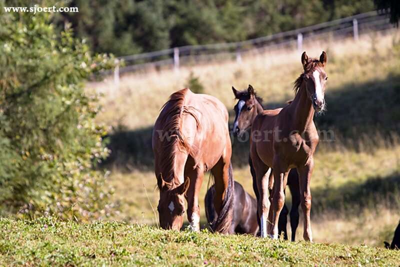 Horses in a Field — Brown, Serene