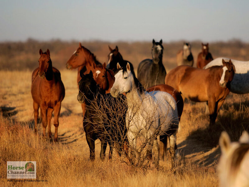 Horses in a Field — Brown
