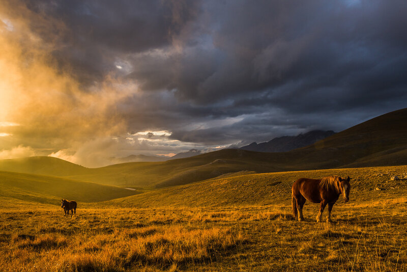 Horses in a Field — Gold, Dramatic