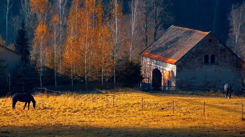 Horses in a Field — Gold, Serene