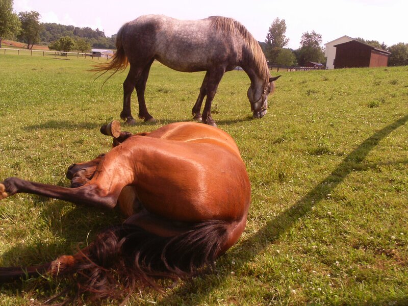 Horses in a Field — Green, Calm, Afternoon, Photograph