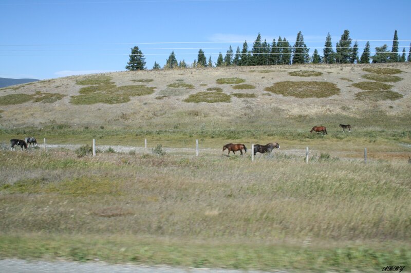 Horses in a Field — Green, Calm, Afternoon, Photograph, Trees