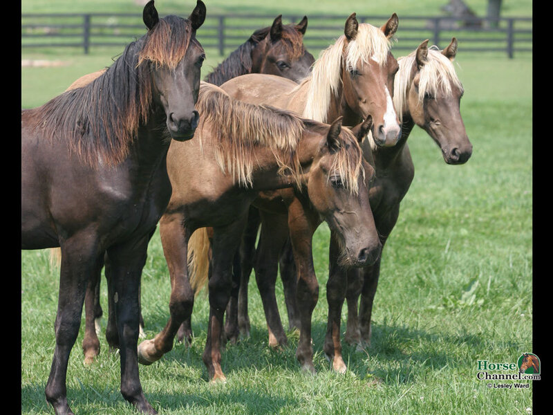 Horses in a Field — Green, Calm, Afternoon
