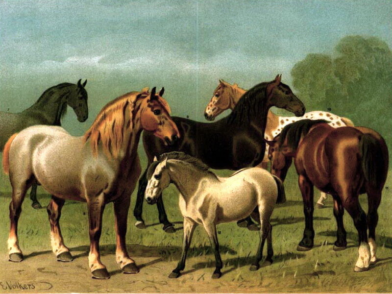 Horses in a Field — Green, Calm