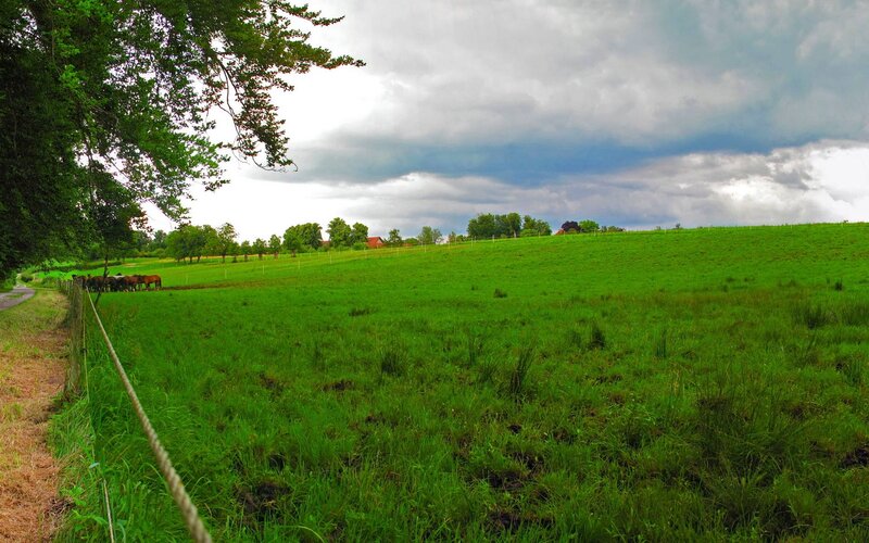 Horses in a Field — Green, Dramatic, Afternoon, Photograph