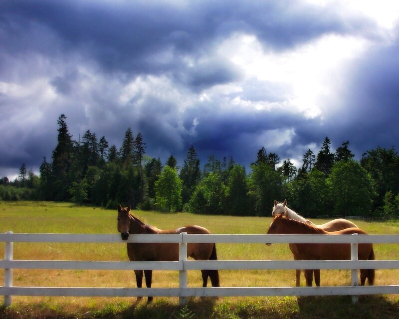 Horses in a Field — Green, Dramatic, Afternoon