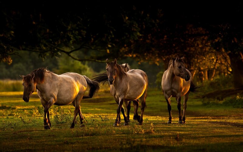 Horses in a Field — Green, Dramatic, Sunset, Photograph, Grass