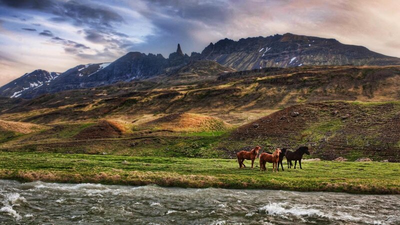Horses in a Field — Green, Dramatic, Sunset, Photograph, Mountains