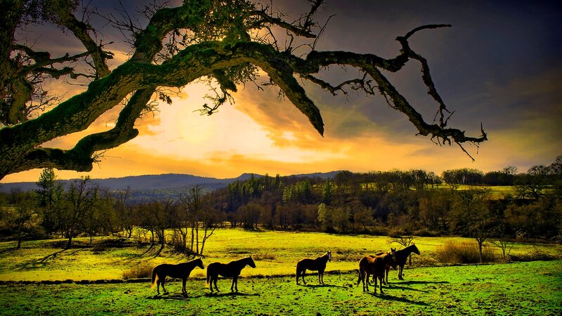 Horses in a Field — Green, Dramatic, Sunset, Photograph