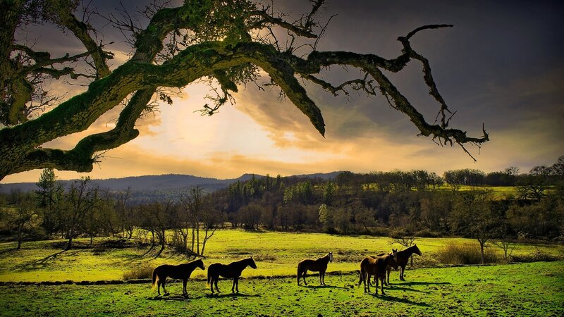 Horses in a Field — Green, Dramatic, Sunset, Photograph, Tree