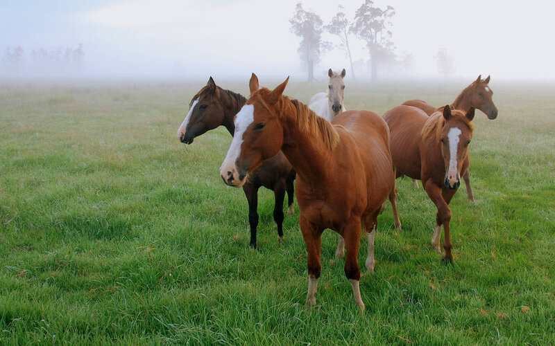 Horses in a Field — Green, Misty