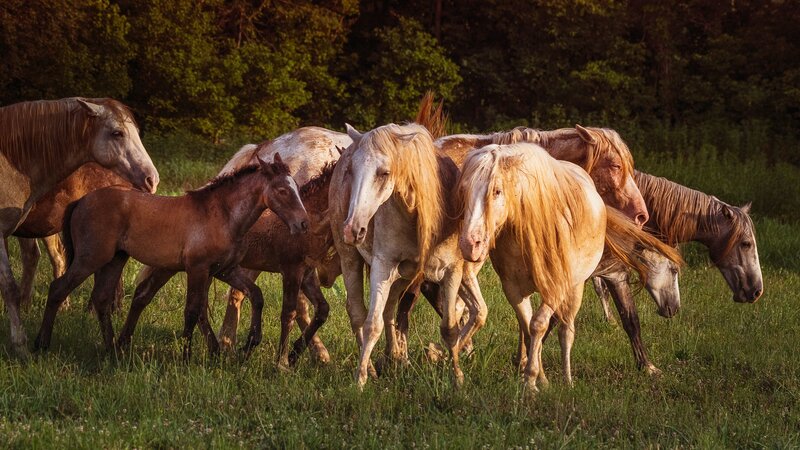 Horses in a Field — Green, Natural