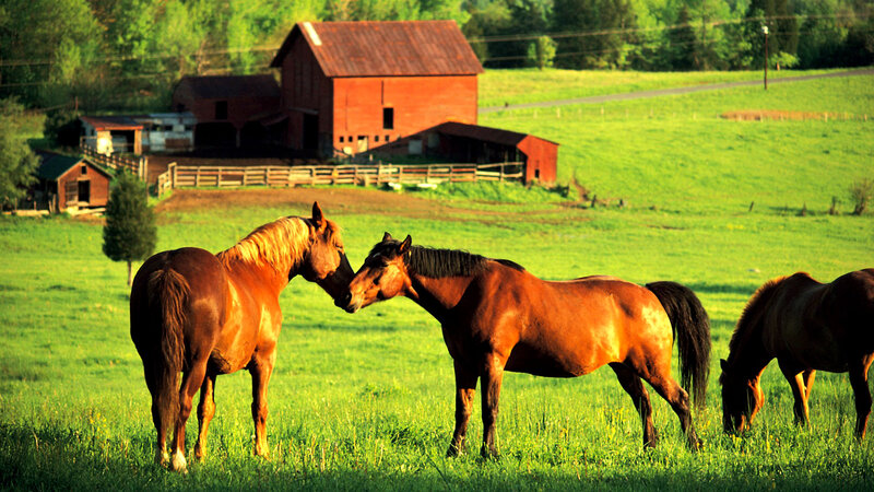 Horses in a Field — Green, Serene, Afternoon, Photograph, Barn