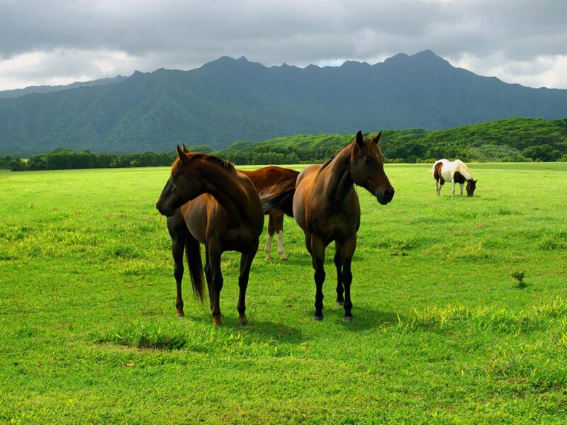 Horses in a Field — Green, Serene, Afternoon, Photograph, Mountains, Grass, Sky