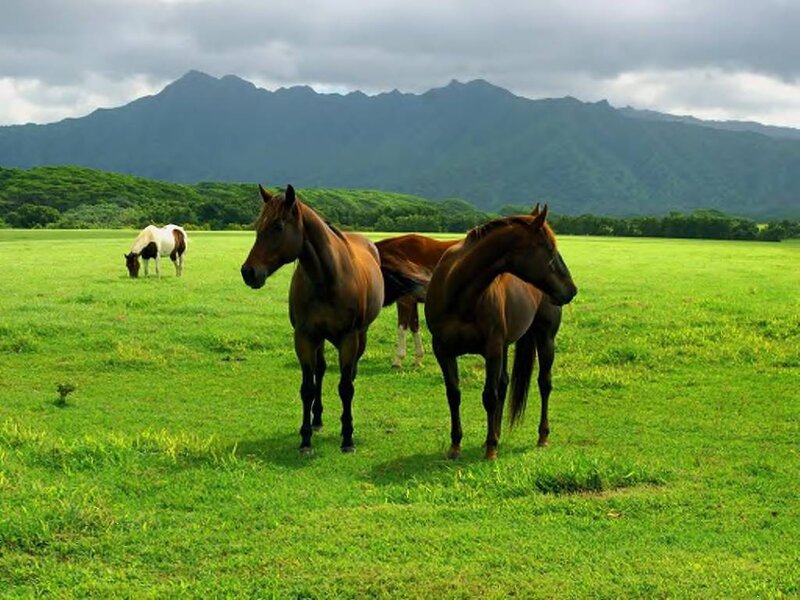 Horses in a Field — Green, Serene, Afternoon, Photograph, Mountains, Grass, Trees