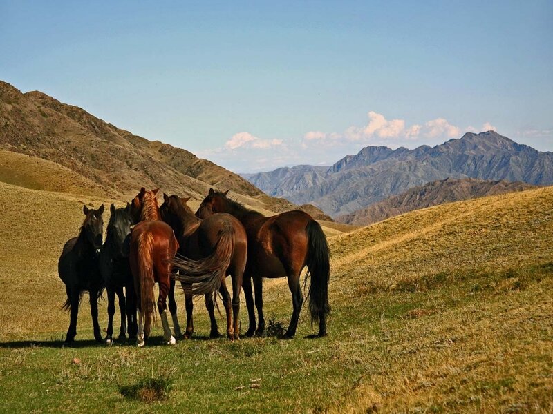 Horses in a Field — Green, Serene, Afternoon, Photograph, Mountains, Grassland