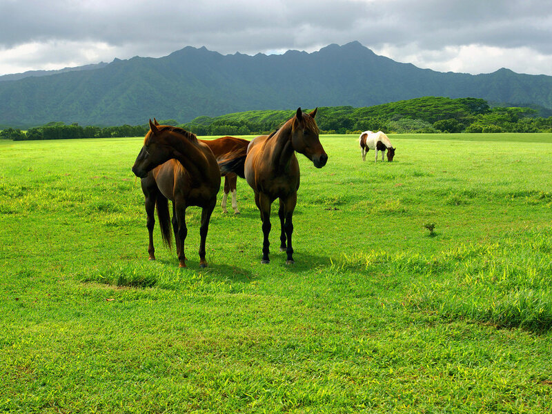 Horses in a Field — Green, Serene, Afternoon, Photograph, Mountains