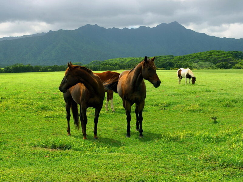 Horses in a Field — Green, Serene, Afternoon, Photograph