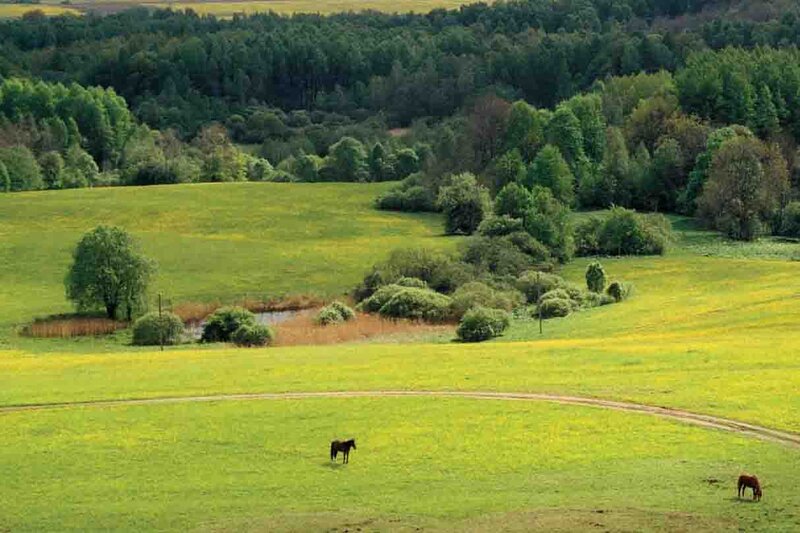 Horses in a Field — Green, Serene, Afternoon, Photograph, Trees