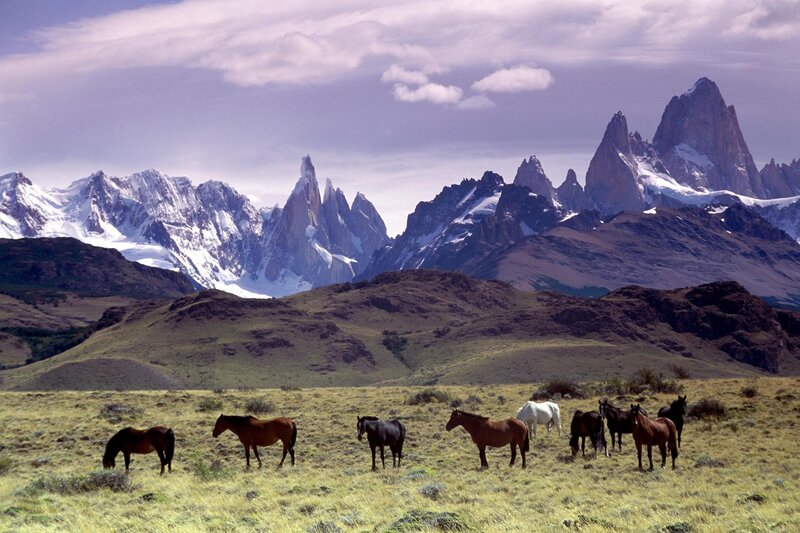 Horses in a Field — Green, Serene, Afternoon